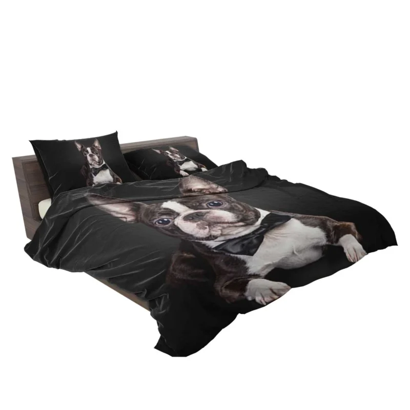 The Active and Friendly Boston Terrier: Boston Terrier Bedding Set 2