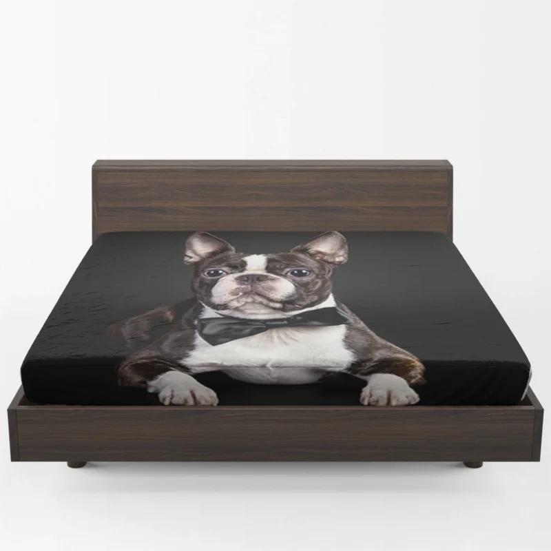 The Active and Friendly Boston Terrier: Boston Terrier Fitted Sheet 1