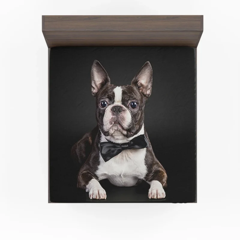 The Active and Friendly Boston Terrier: Boston Terrier Fitted Sheet