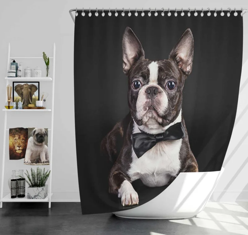 The Active and Friendly Boston Terrier: Boston Terrier Shower Curtain