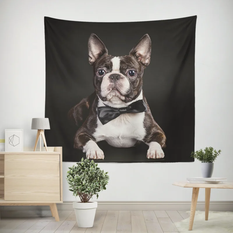 The Active and Friendly Boston Terrier  Boston Terrier Wall Tapestry