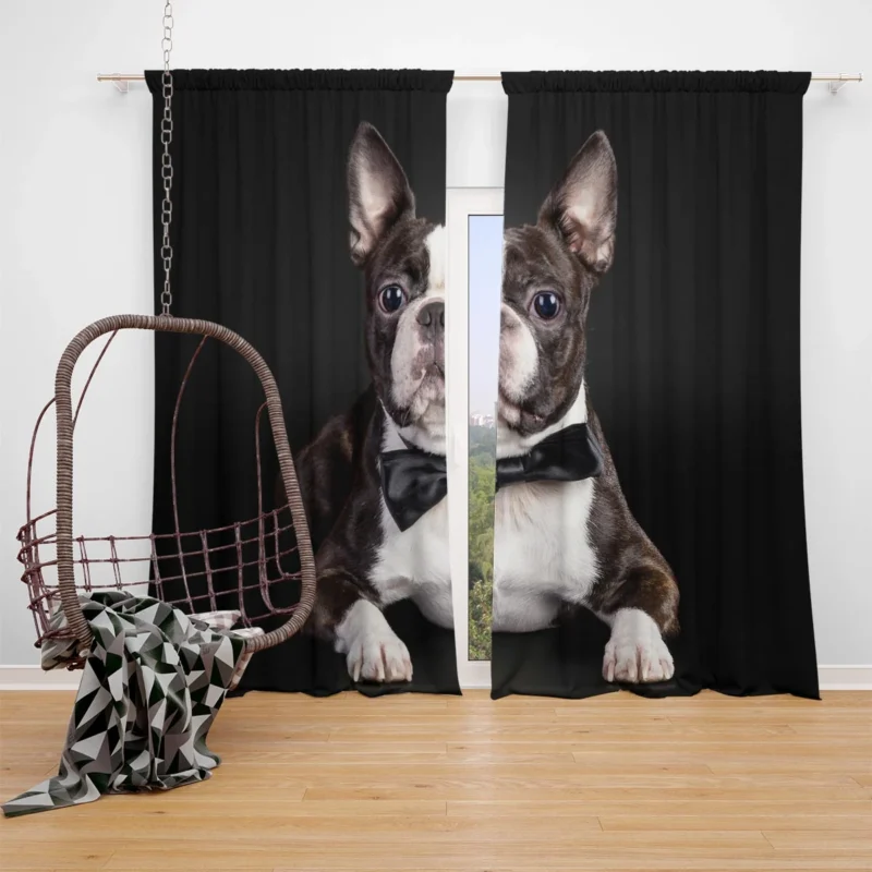 The Active and Friendly Boston Terrier: Boston Terrier Window Curtain