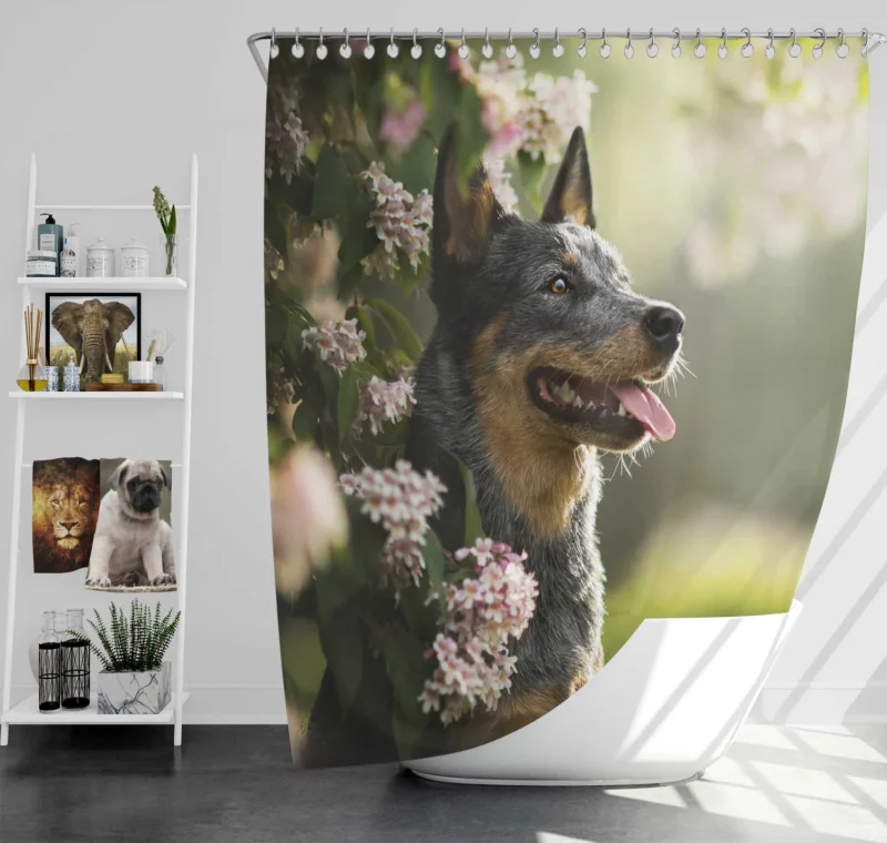 The Agile Working Breed: Australian Cattle Dog Shower Curtain