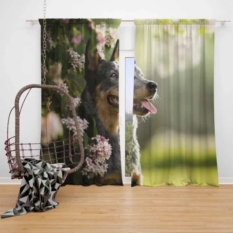 The Agile Working Breed: Australian Cattle Dog Window Curtain