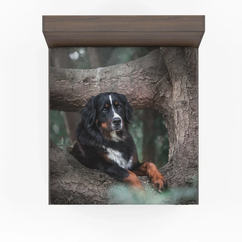 The Beauty of Bernese Mountain Dog: Bernese Mountain Dog Fitted Sheet