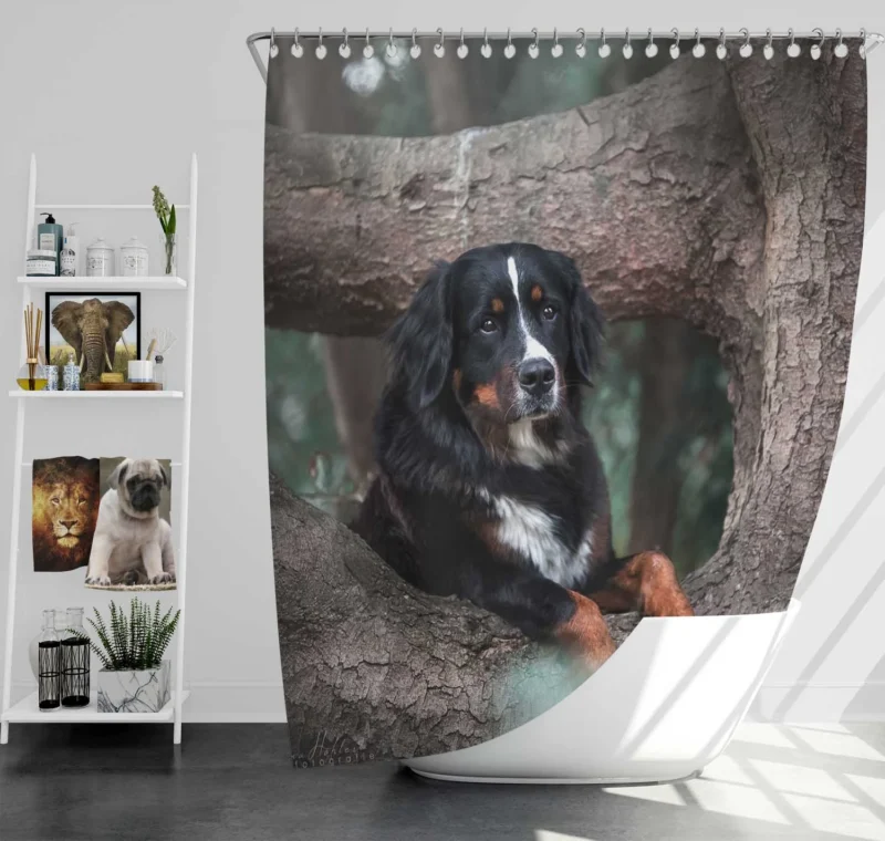 The Beauty of Bernese Mountain Dog: Bernese Mountain Dog Shower Curtain