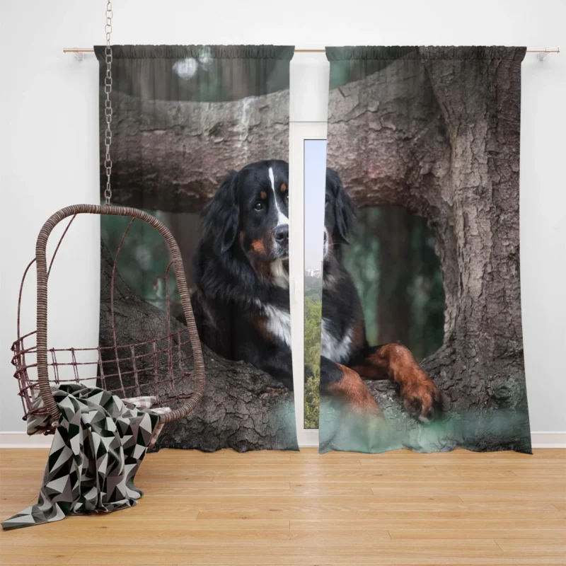 The Beauty of Bernese Mountain Dog: Bernese Mountain Dog Window Curtain