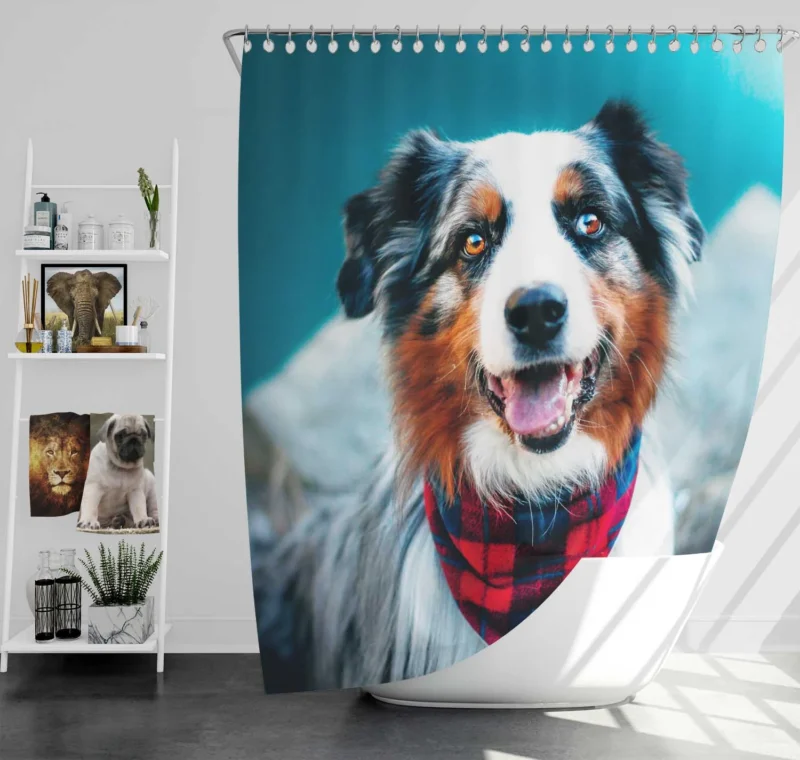 The Beauty of a Versatile Breed: Australian Shepherd Shower Curtain