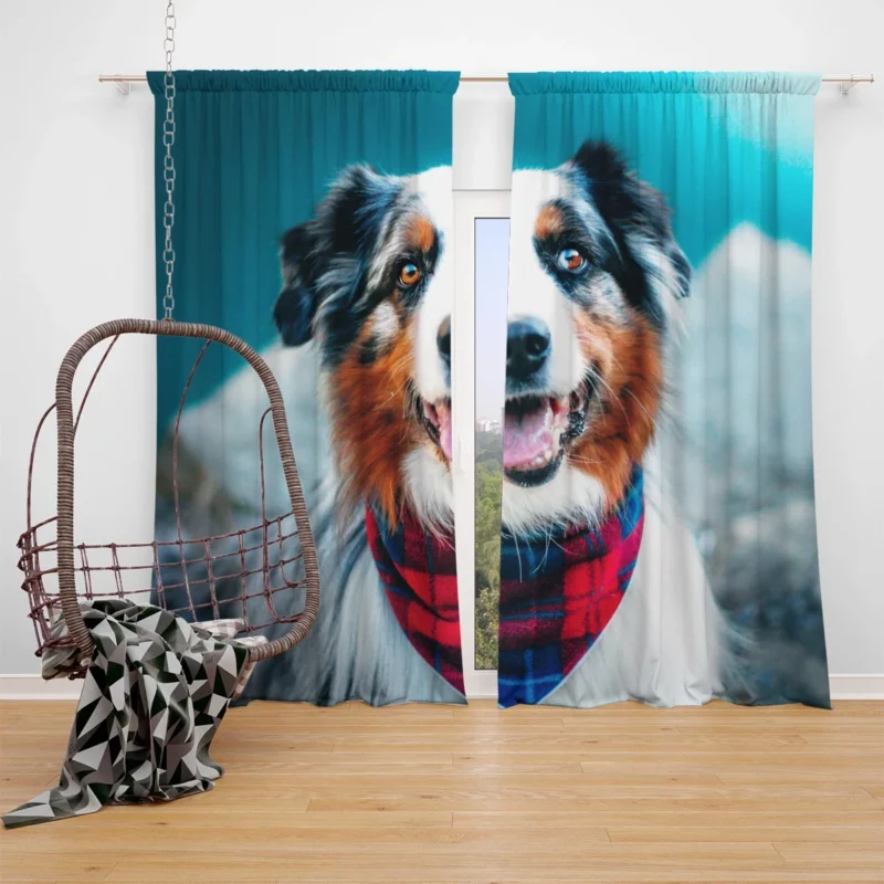 The Beauty of a Versatile Breed: Australian Shepherd Window Curtain