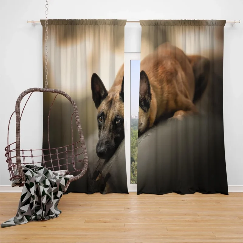 The Belgian Malinois Breed: Belgian Malinois Window Curtain