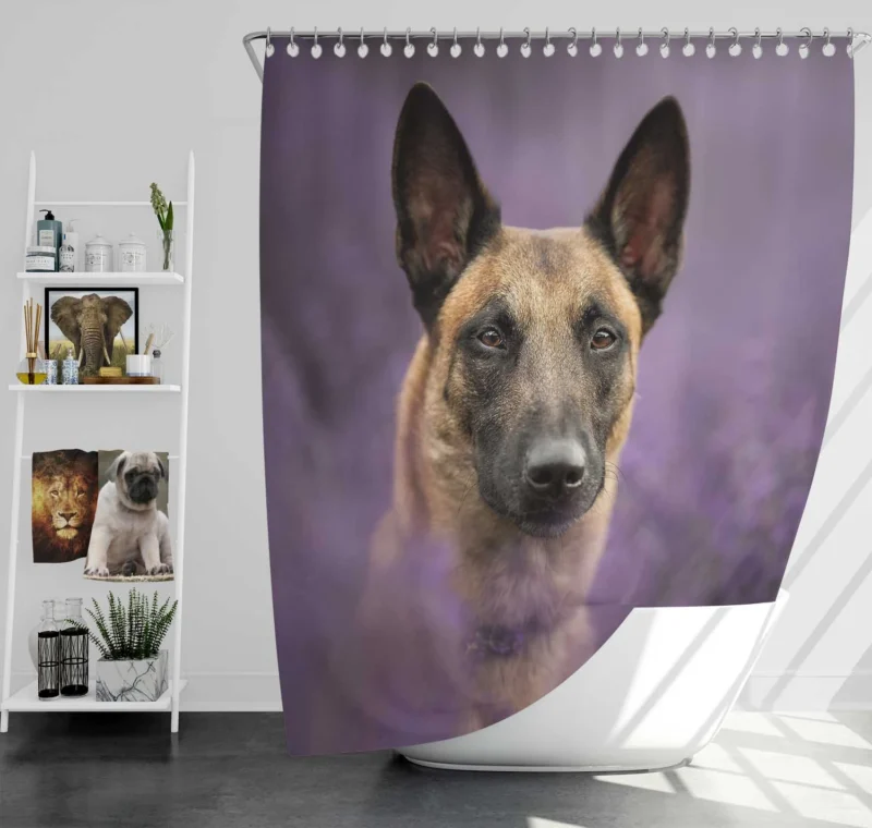 The Belgian Malinois in Action: Belgian Malinois Shower Curtain