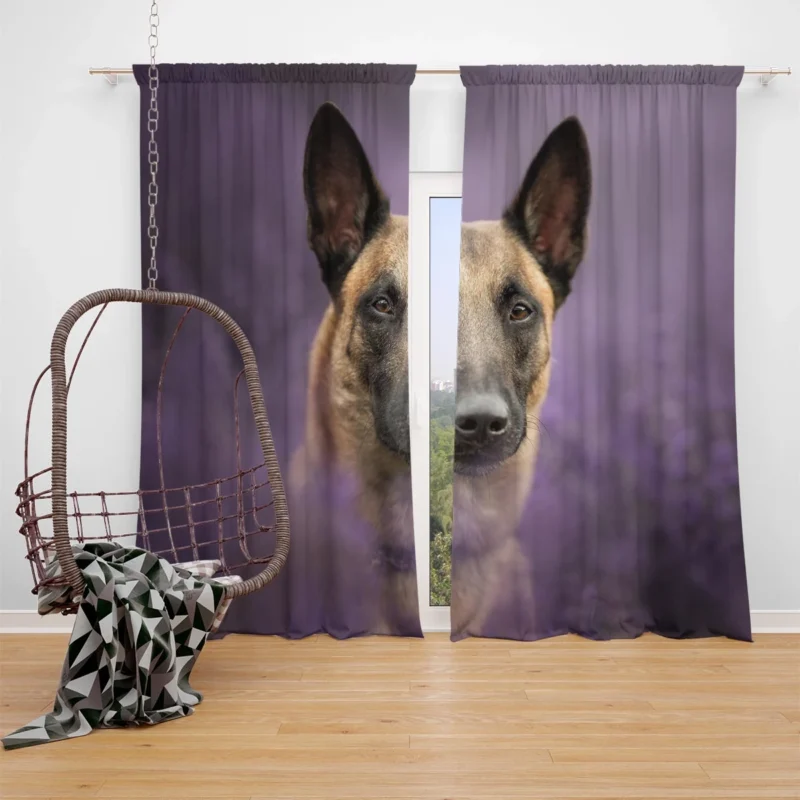 The Belgian Malinois in Action: Belgian Malinois Window Curtain