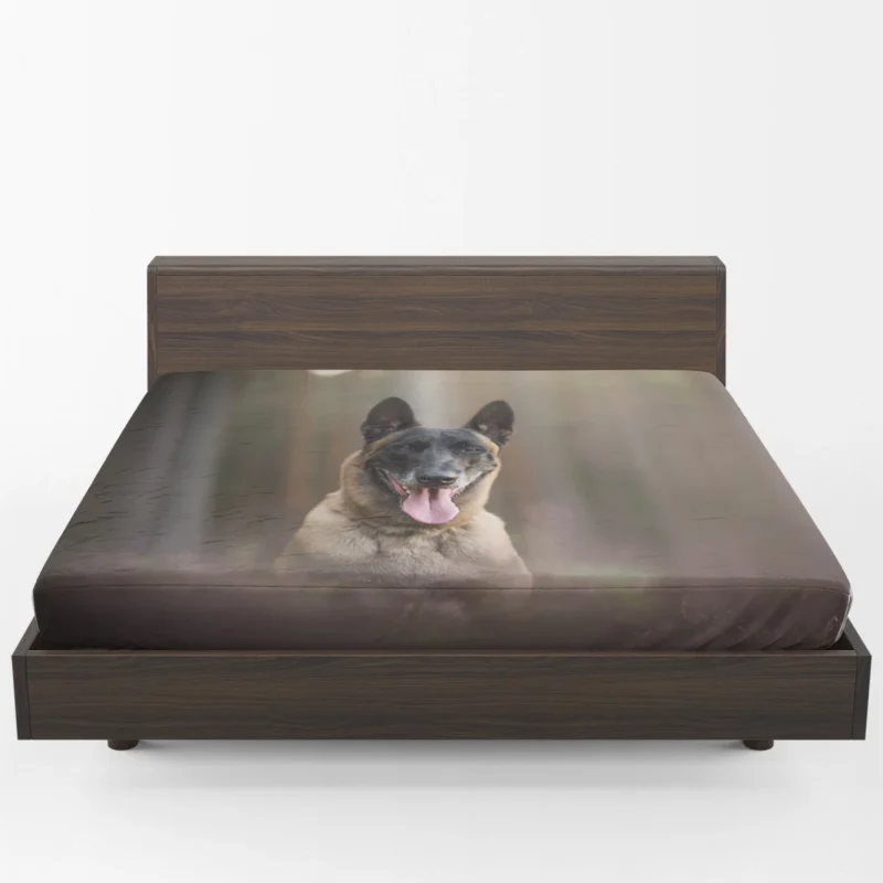 The Belgian Malinois with Depth Of Field: Belgian Shepherd Fitted Sheet 1