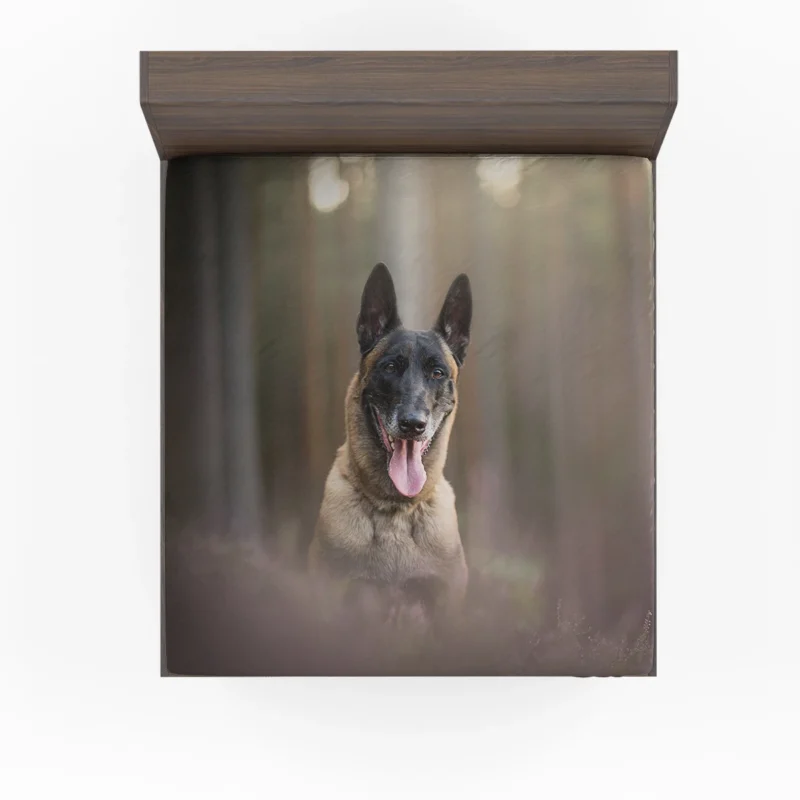 The Belgian Malinois with Depth Of Field: Belgian Shepherd Fitted Sheet