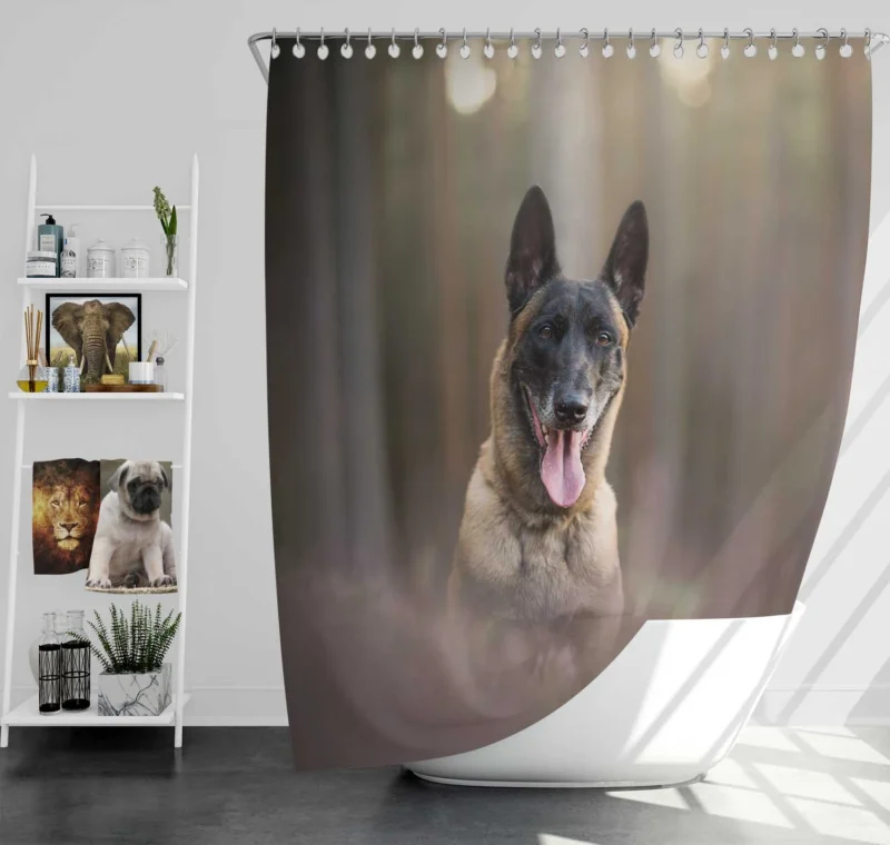 The Belgian Malinois with Depth Of Field: Belgian Shepherd Shower Curtain