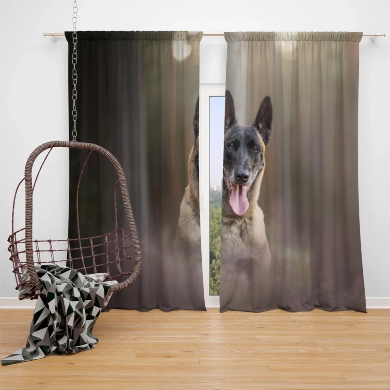 The Belgian Malinois with Depth Of Field: Belgian Shepherd Window Curtain