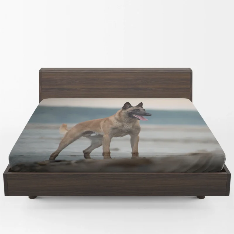 The Belgian Shepherd: Belgian Shepherd Fitted Sheet 1