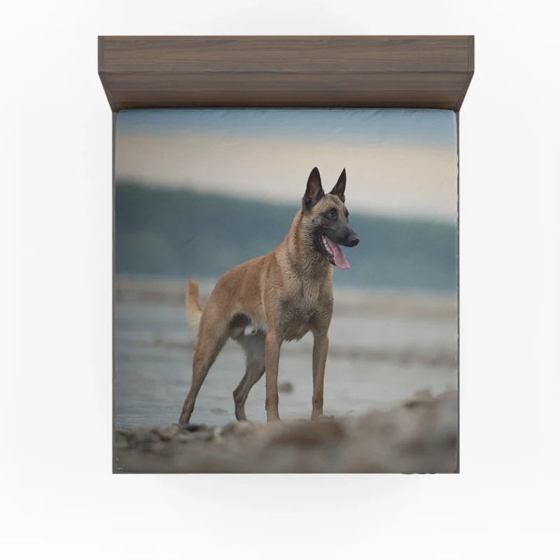 The Belgian Shepherd: Belgian Shepherd Fitted Sheet