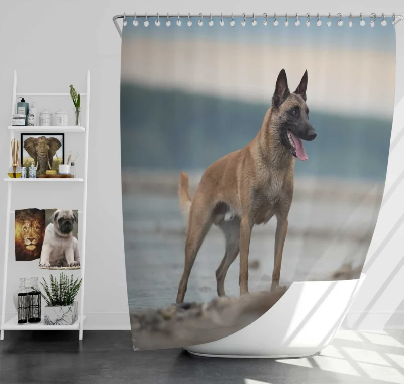 The Belgian Shepherd: Belgian Shepherd Shower Curtain