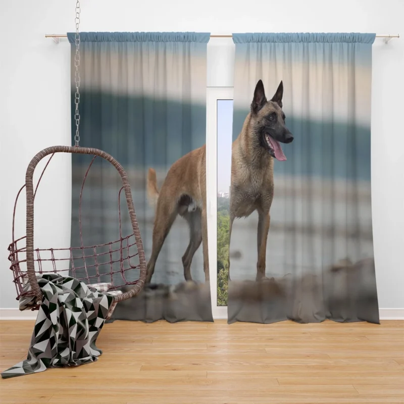 The Belgian Shepherd: Belgian Shepherd Window Curtain