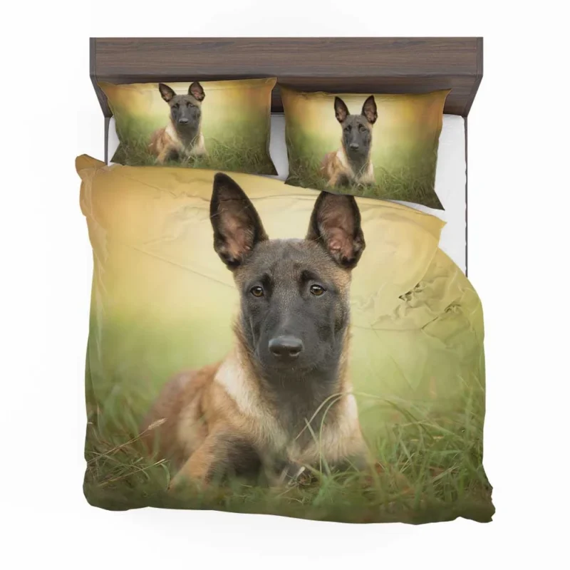 The Belgian Shepherd and Malinois: Belgian Shepherd Bedding Set 1