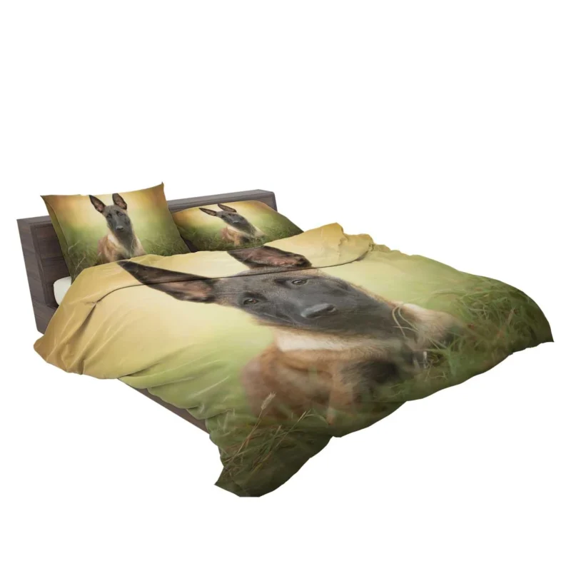 The Belgian Shepherd and Malinois: Belgian Shepherd Bedding Set 2