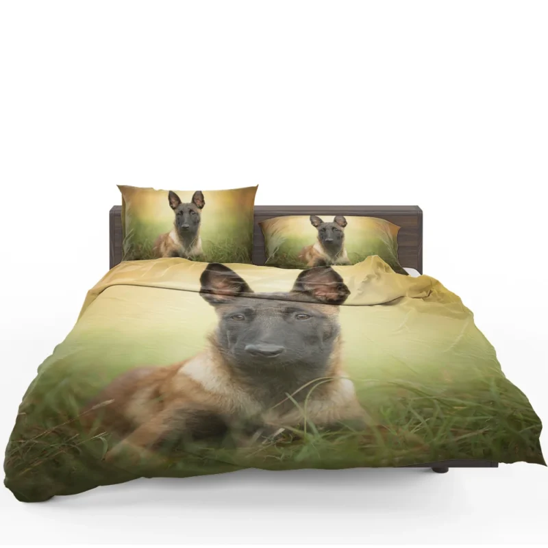 The Belgian Shepherd and Malinois: Belgian Shepherd Bedding Set