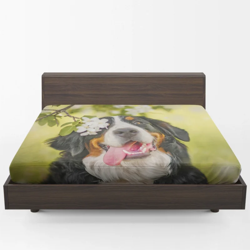 The Bernese Mountain Dog: Bernese Mountain Dog Fitted Sheet 1