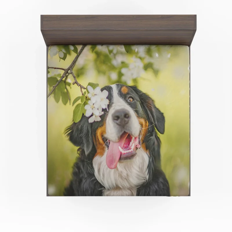 The Bernese Mountain Dog: Bernese Mountain Dog Fitted Sheet