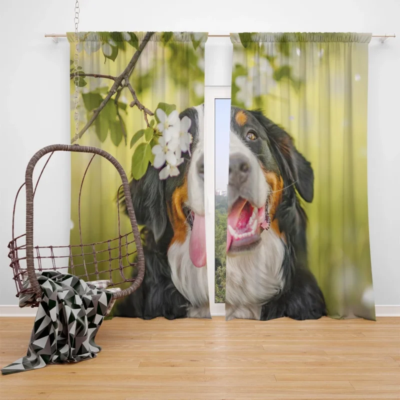 The Bernese Mountain Dog: Bernese Mountain Dog Window Curtain