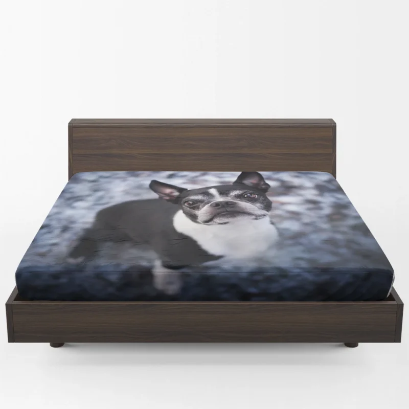 The Boston Terrier Beauty: Boston Terrier Fitted Sheet 1