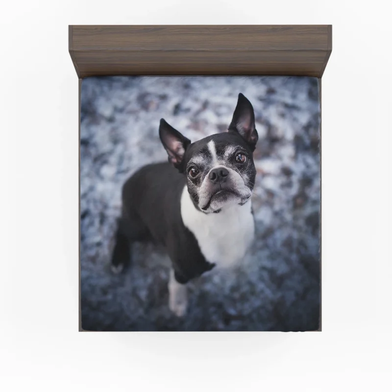 The Boston Terrier Beauty: Boston Terrier Fitted Sheet