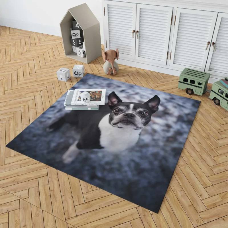 The Boston Terrier Beauty: Boston Terrier Floor Rug 1