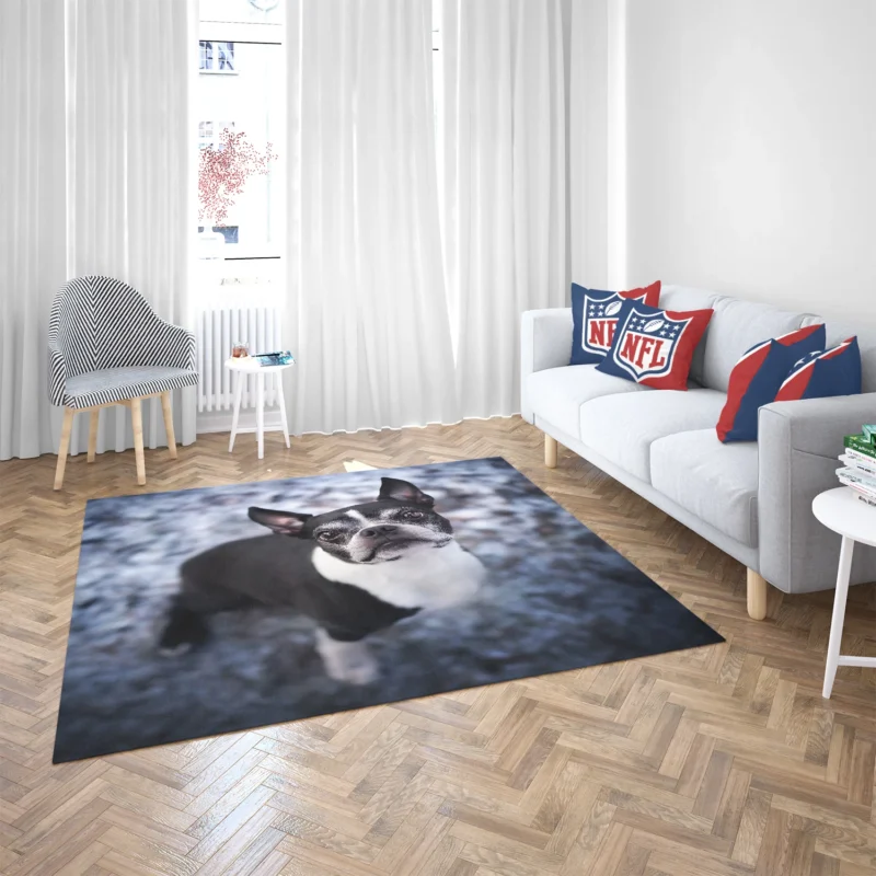 The Boston Terrier Beauty: Boston Terrier Floor Rug 2