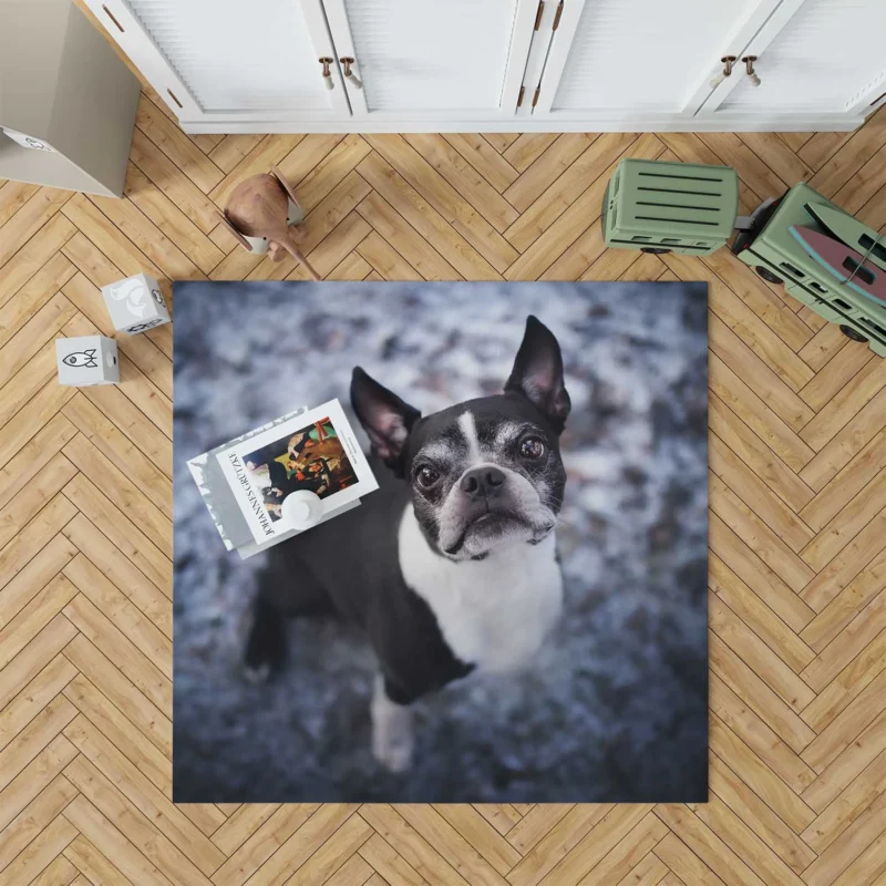 The Boston Terrier Beauty: Boston Terrier Floor Rug