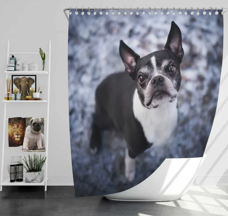 The Boston Terrier Beauty: Boston Terrier Shower Curtain