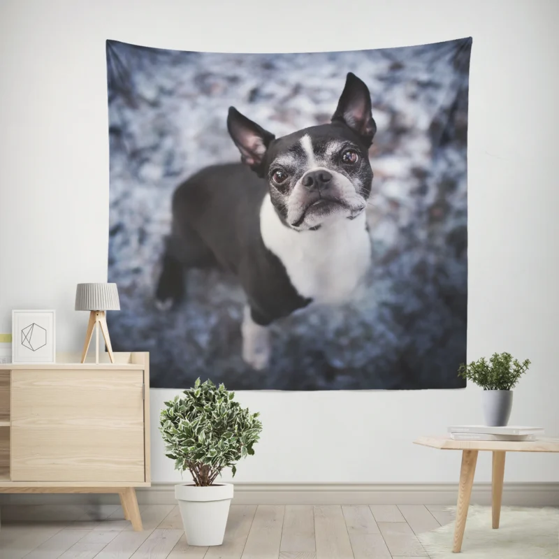 The Boston Terrier Beauty  Boston Terrier Wall Tapestry