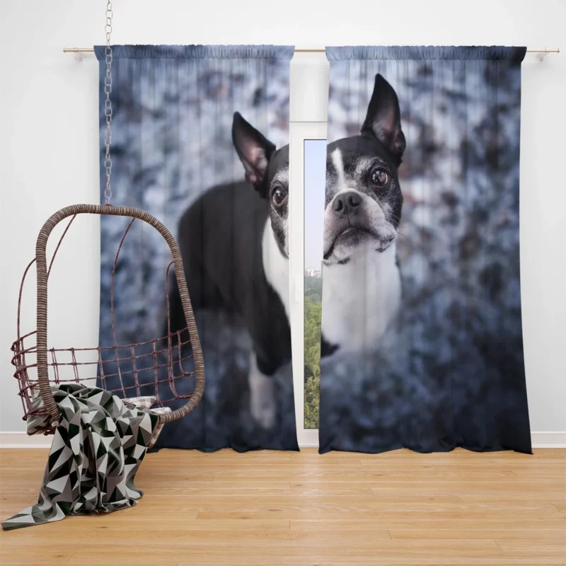 The Boston Terrier Beauty: Boston Terrier Window Curtain