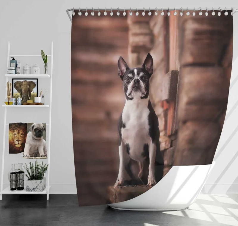 The Boston Terrier Charm: Boston Terrier Shower Curtain