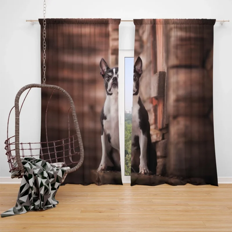 The Boston Terrier Charm: Boston Terrier Window Curtain