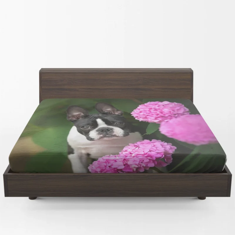 The Boston Terrier Love: Boston Terrier Fitted Sheet 1