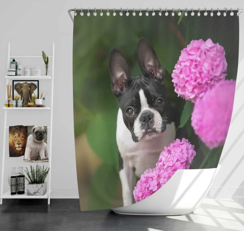 The Boston Terrier Love: Boston Terrier Shower Curtain