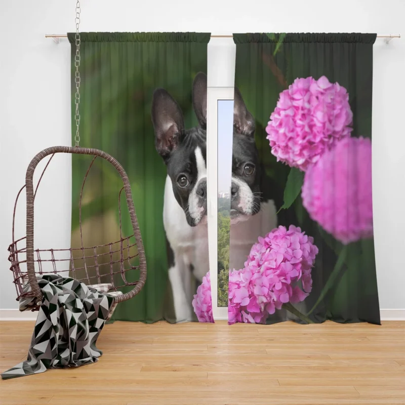 The Boston Terrier Love: Boston Terrier Window Curtain