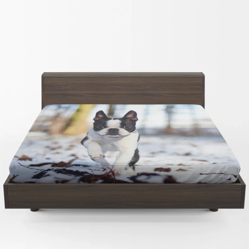 The Boston Terrier Personality: Boston Terrier Fitted Sheet 1