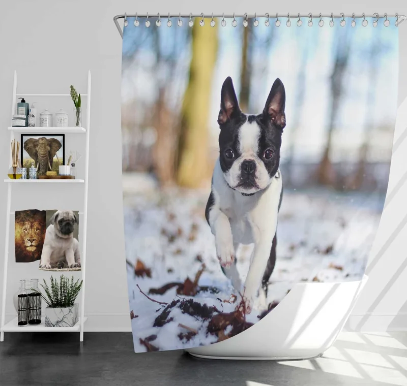 The Boston Terrier Personality: Boston Terrier Shower Curtain