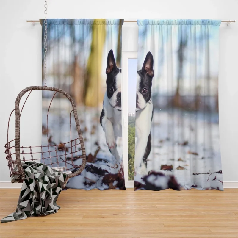 The Boston Terrier Personality: Boston Terrier Window Curtain