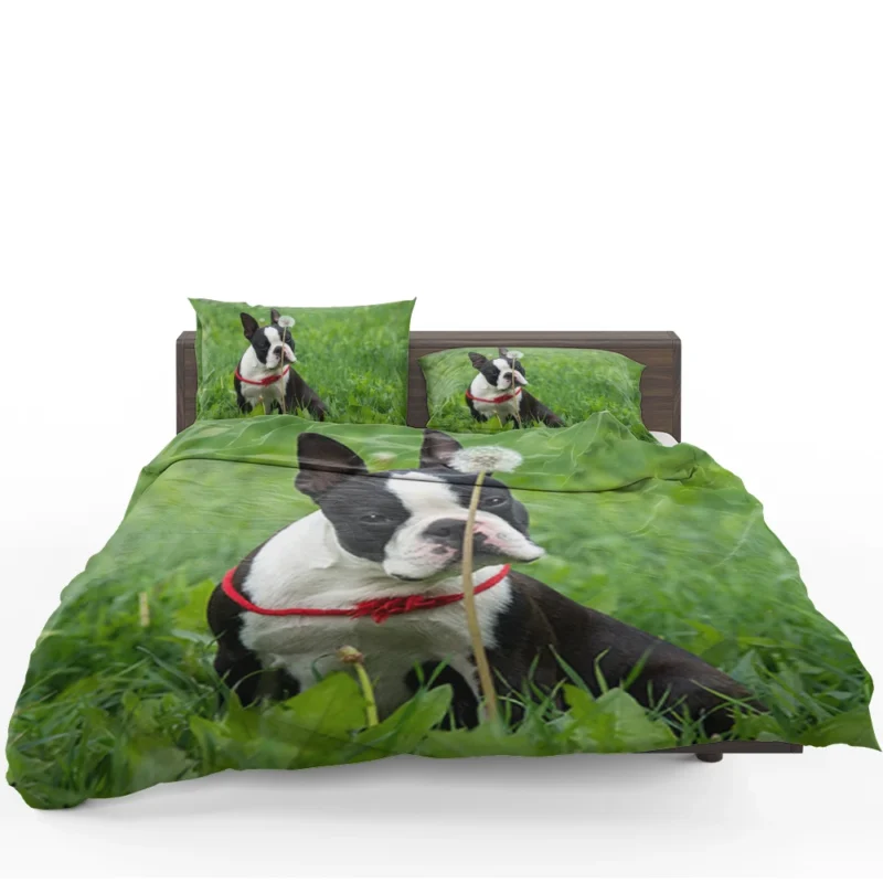The Boston Terrier Playfulness: Boston Terrier Bedding Set