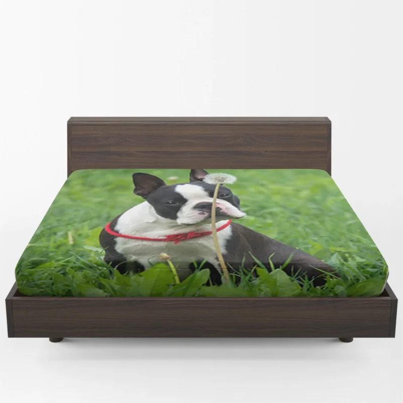 The Boston Terrier Playfulness: Boston Terrier Fitted Sheet 1