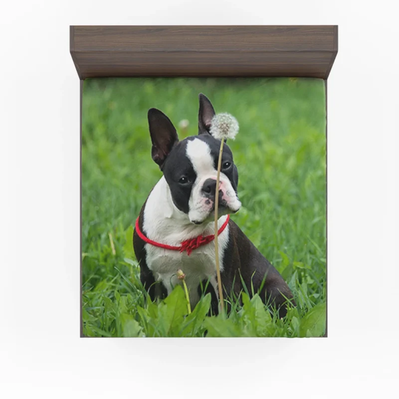 The Boston Terrier Playfulness: Boston Terrier Fitted Sheet