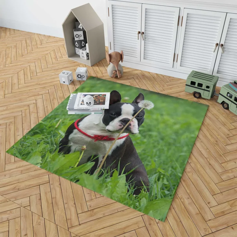 The Boston Terrier Playfulness: Boston Terrier Floor Rug 1